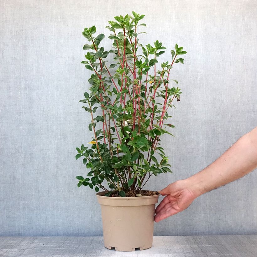 Enkianthus campanulatus Red Bells 2L/3L pot sample as delivered in summer
