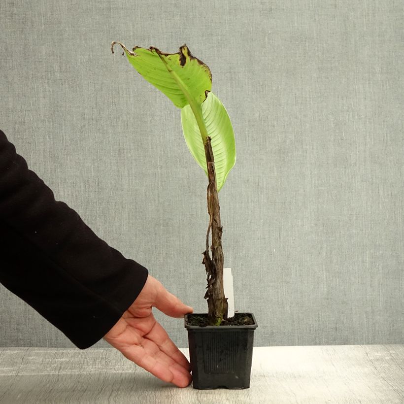 Ensete glaucum - Bananier des neiges - Godet de 8/9 cm sample as delivered in autumn