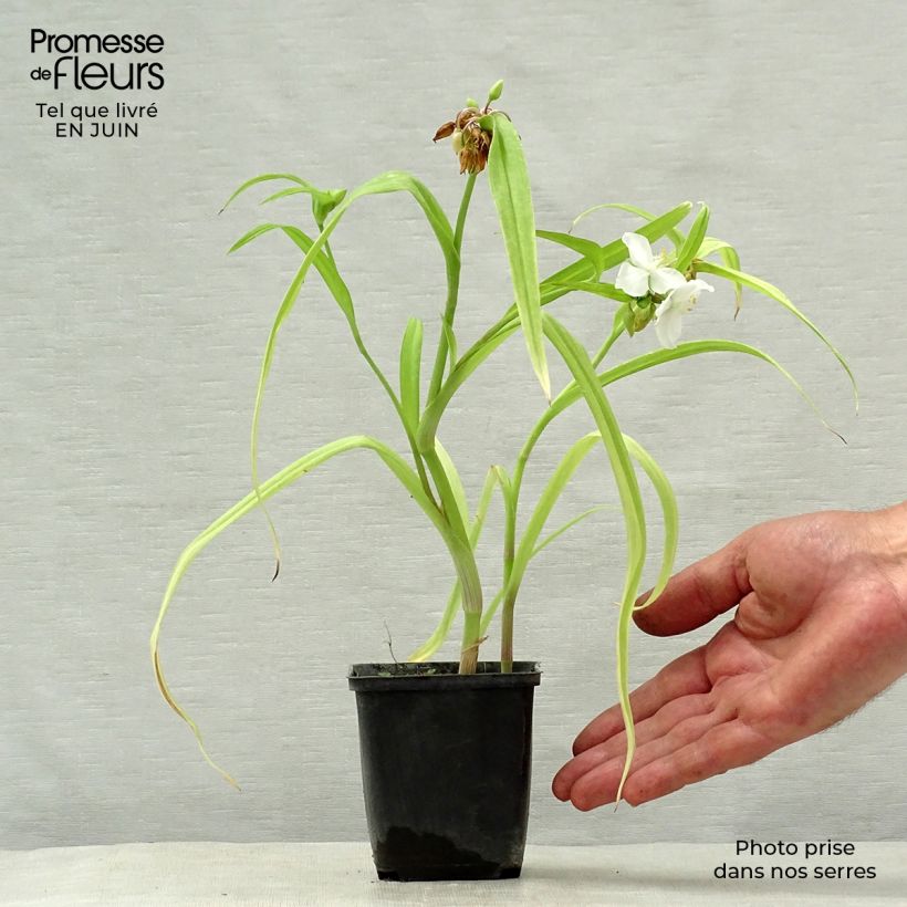 Tradescantia Angelic Charm - Spiderwort 8/9 cm pot sample as delivered in summer