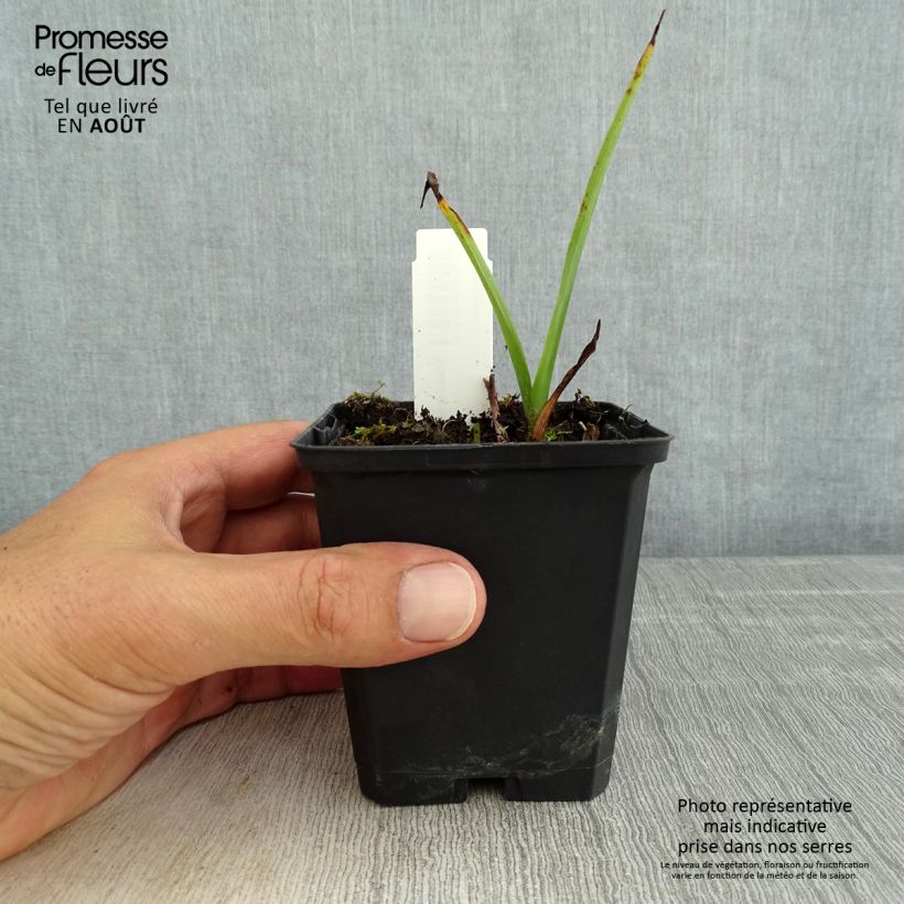Tradescantia x andersoniana 'Osprey' 8/9 cm pot sample as delivered in summer