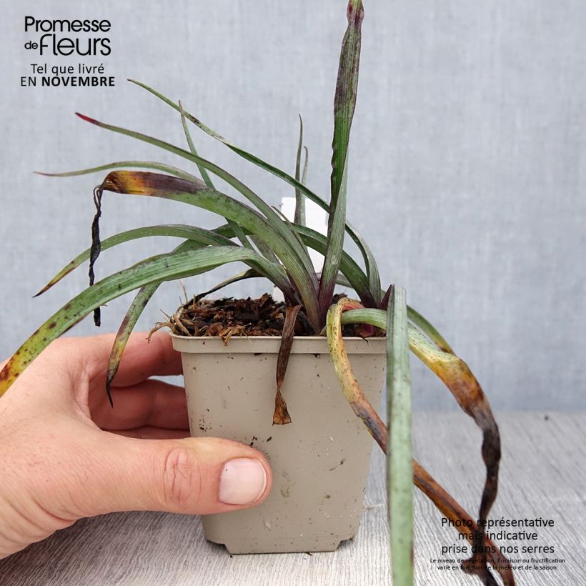 Tradescantia x andersoniana Concord Grape 8/9 cm pot sample as delivered in autumn