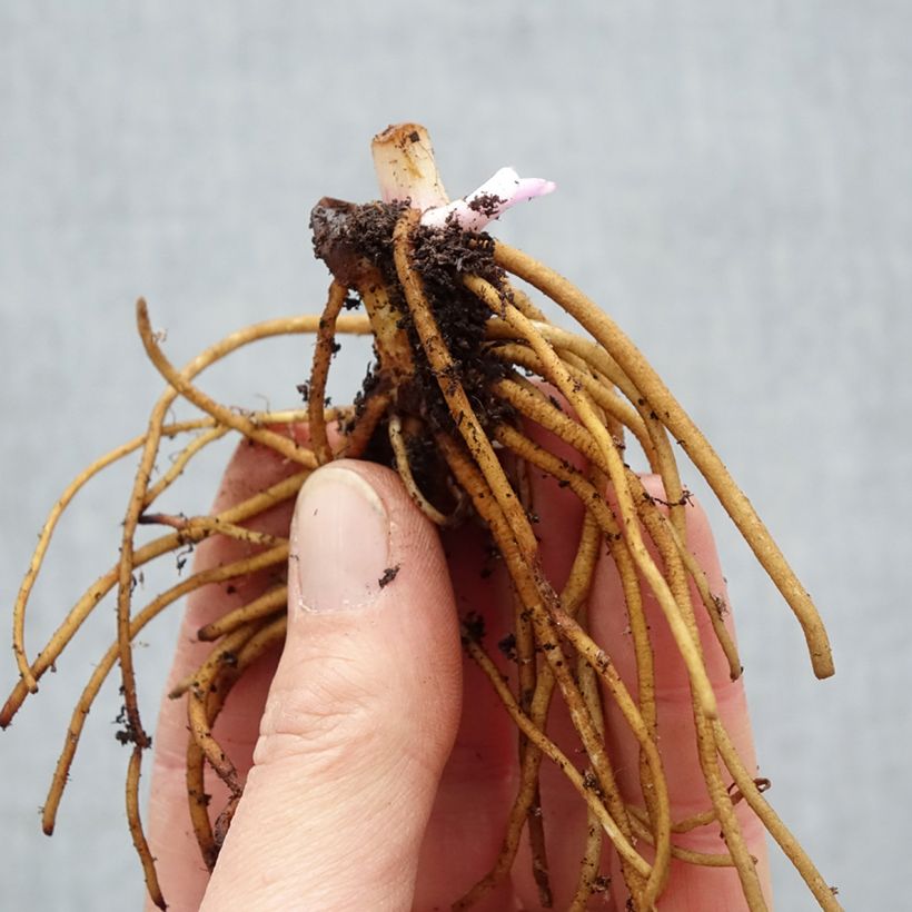 Tradescantia x andersoniana Concord Grape Bare root sample as delivered in winter