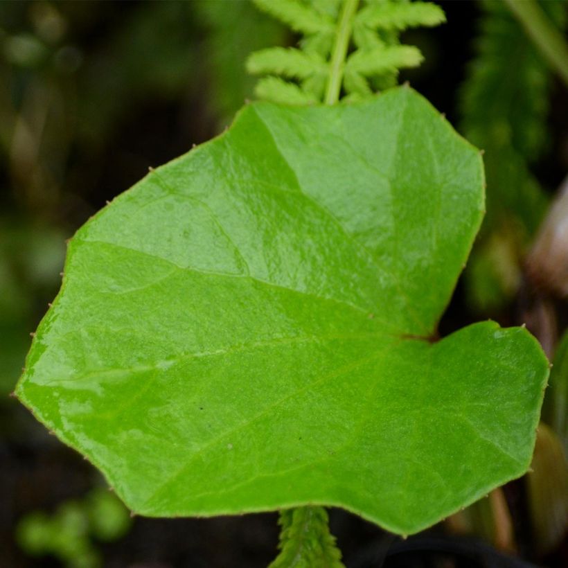 Tradescantia andersoniana Innocence - Spiderwort (Foliage)