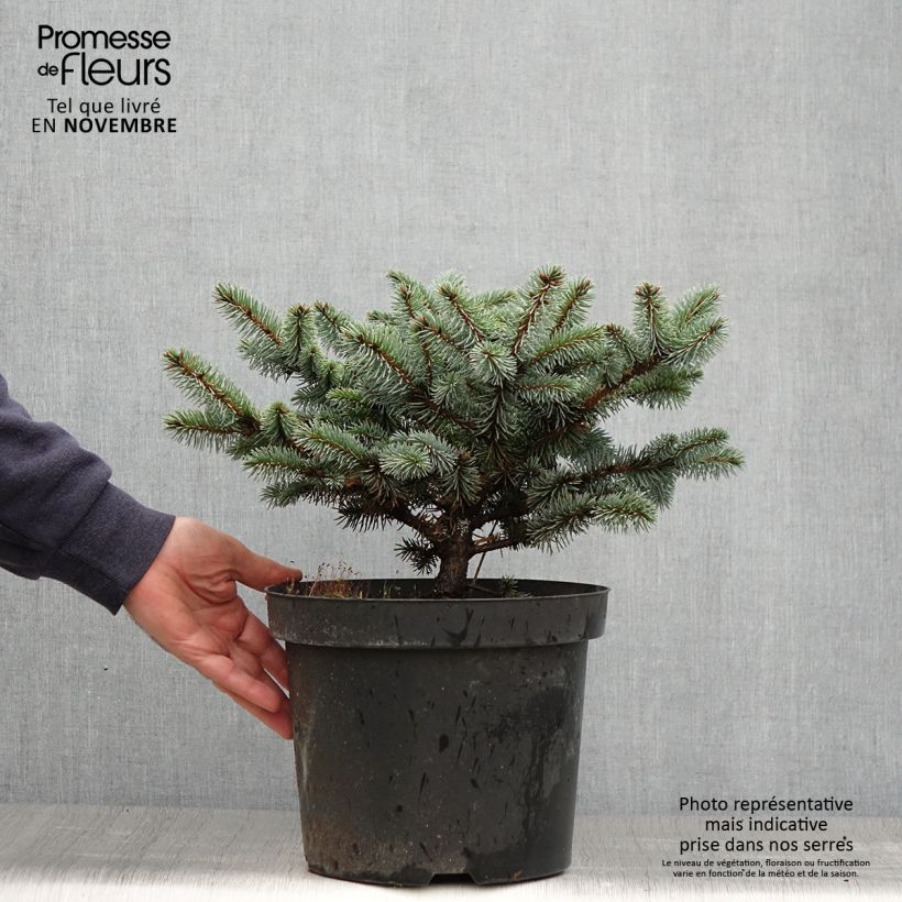 Epicea bleu - Picea pungens Glauca Globosa en pot de 3L sample as delivered in autumn