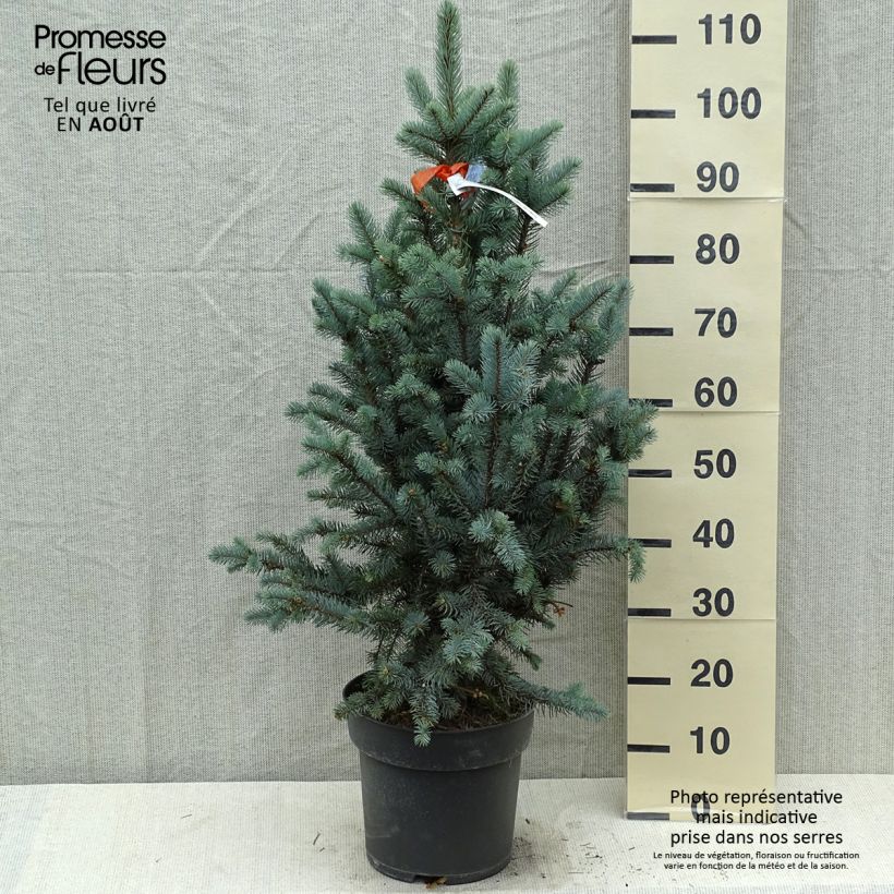 Picea pungens Iseli Fastigiate - Blue Spruce Each sample as delivered in summer