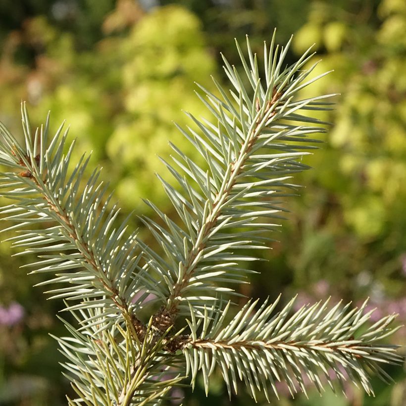 Picea pungens Karpaten (Foliage)