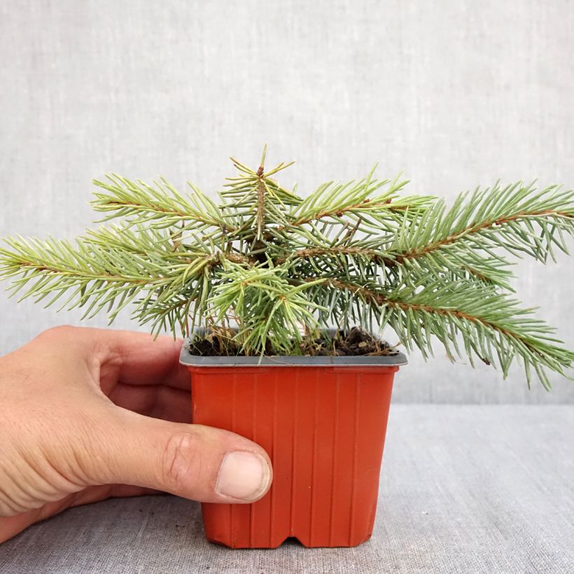 Picea pungens Karpaten 8/9 cm pot sample as delivered in summer