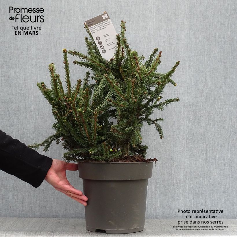 Picea abies Acrocona - Norway Spruce 3L/4L potShipped height around 40/50cm sample as delivered in spring