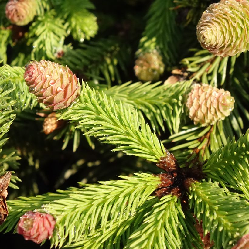 Picea abies Puschv (Foliage)