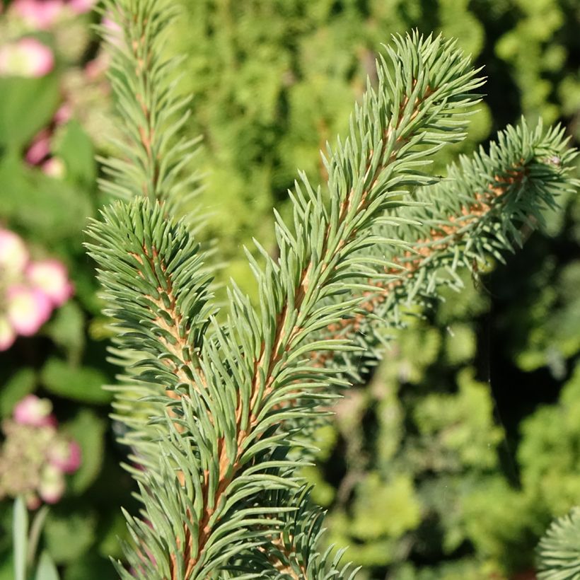 Picea abies Cranstonii - Norway Spruce (Foliage)