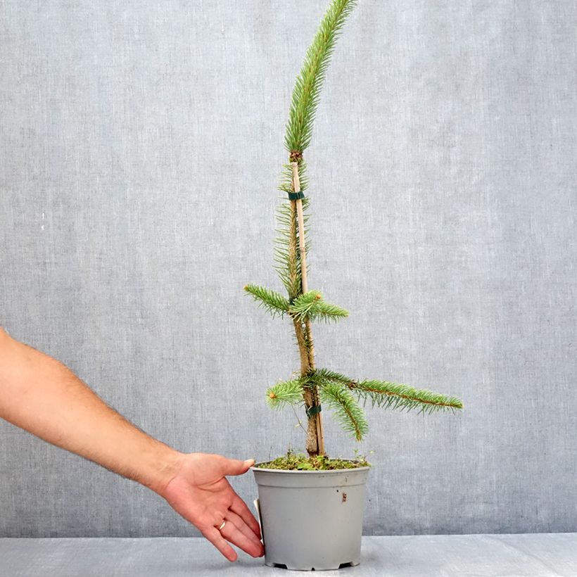 Picea abies Cranstonii - Norway Spruce 3L/4L pot sample as delivered in summer