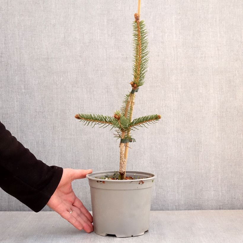 Picea abies Cranstonii - Norway Spruce 3L/4L potShipped height around 30/40cm sample as delivered in spring