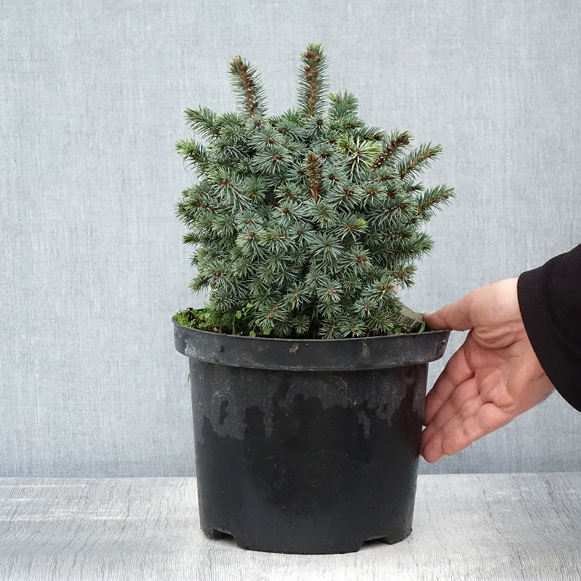 Picea sitchensis Midget - Sitka Spruce 4L/5L pot sample as delivered in autumn