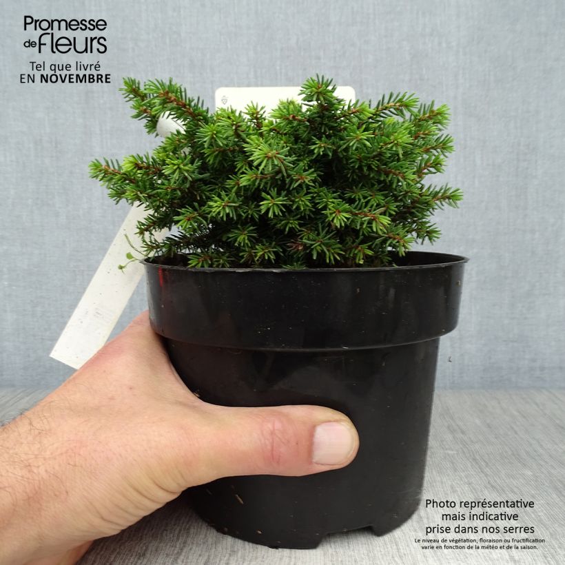 Épicéa nain - Picea abies Little Gem  2L/3L                       Pot de 2L/3L sample as delivered in autumn