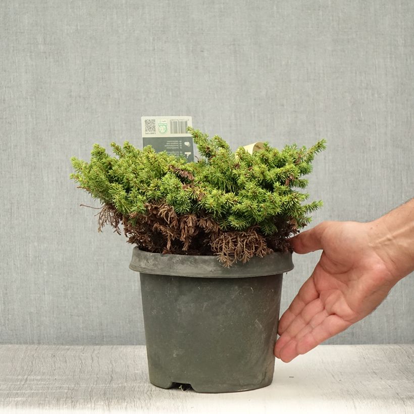 Picea abies Little Gem - Norway Spruce 2L/3L potShipped height around 15/20cm sample as delivered in summer