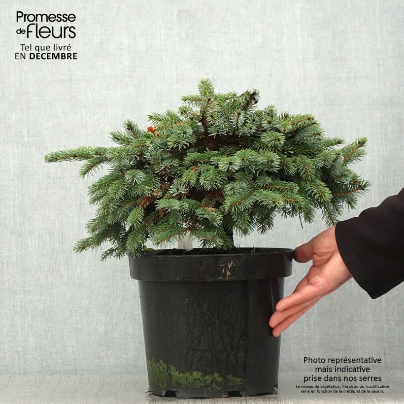 Epicéa nain - Picea mariorika Machala Pot de 7.5L sample as delivered in autumn