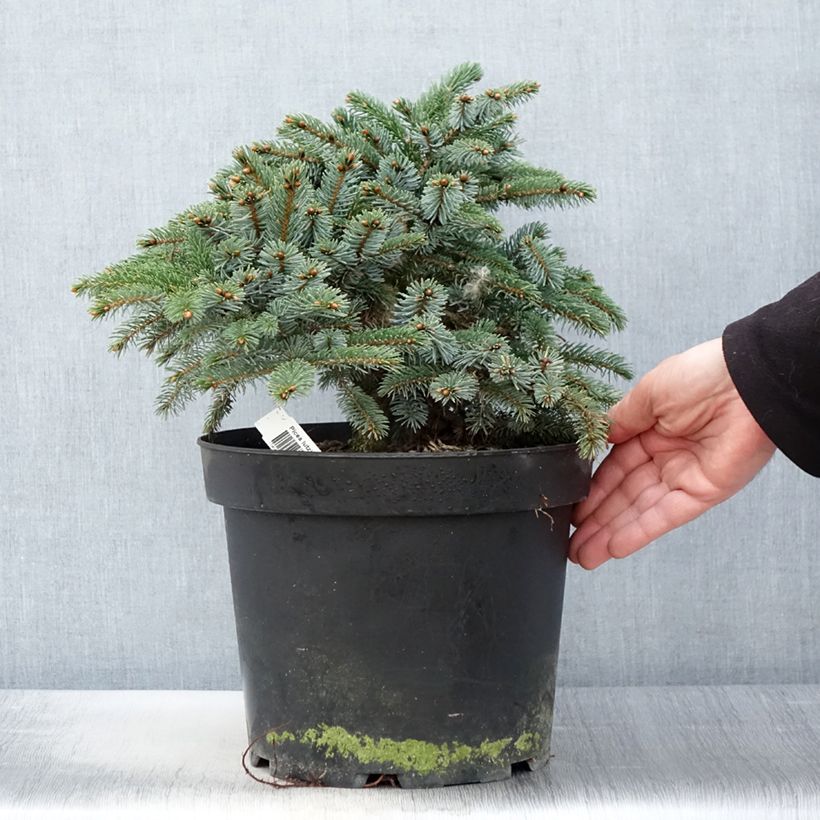 Picea Machala 7.5L/10L potShipped height around 30/40cm sample as delivered in spring