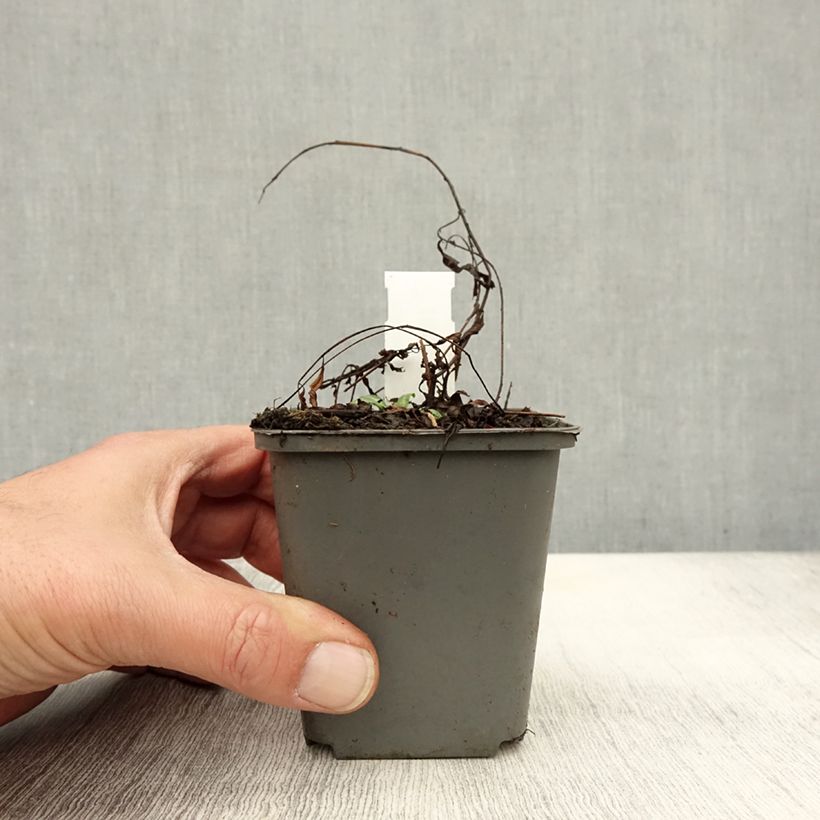 Epilobium angustifolium Stahl Rose 8/9 cm pot sample as delivered in autumn