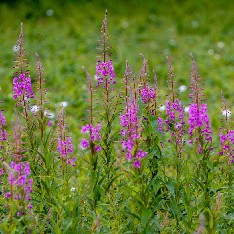 Epilobium angustifolium  - Rosebay willowherb (Plant habit)