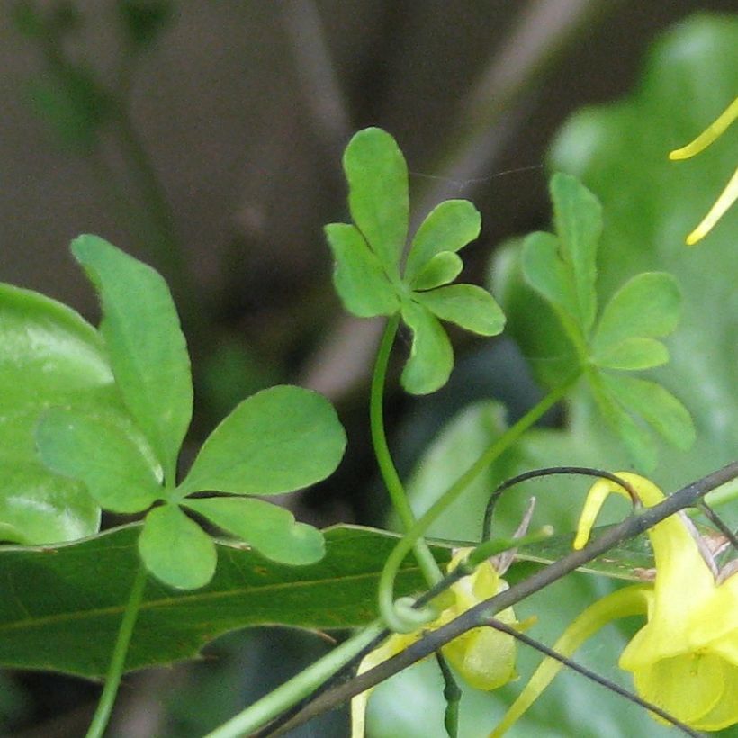 Epimedium davidii - Barrenwort (Foliage)