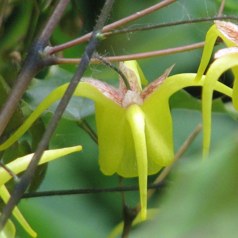 Epimedium davidii - Barrenwort (Flowering)