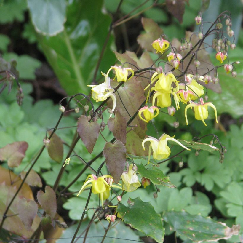 Epimedium davidii - Barrenwort (Plant habit)