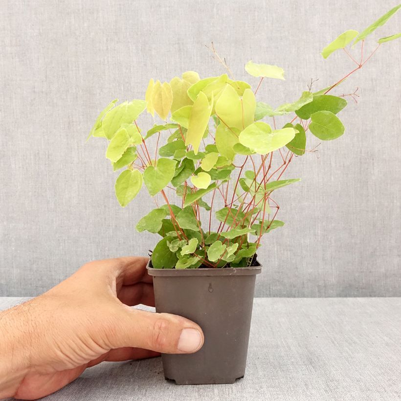 Epimedium elongatum - Barrenwort 8/9 cm pot sample as delivered in summer