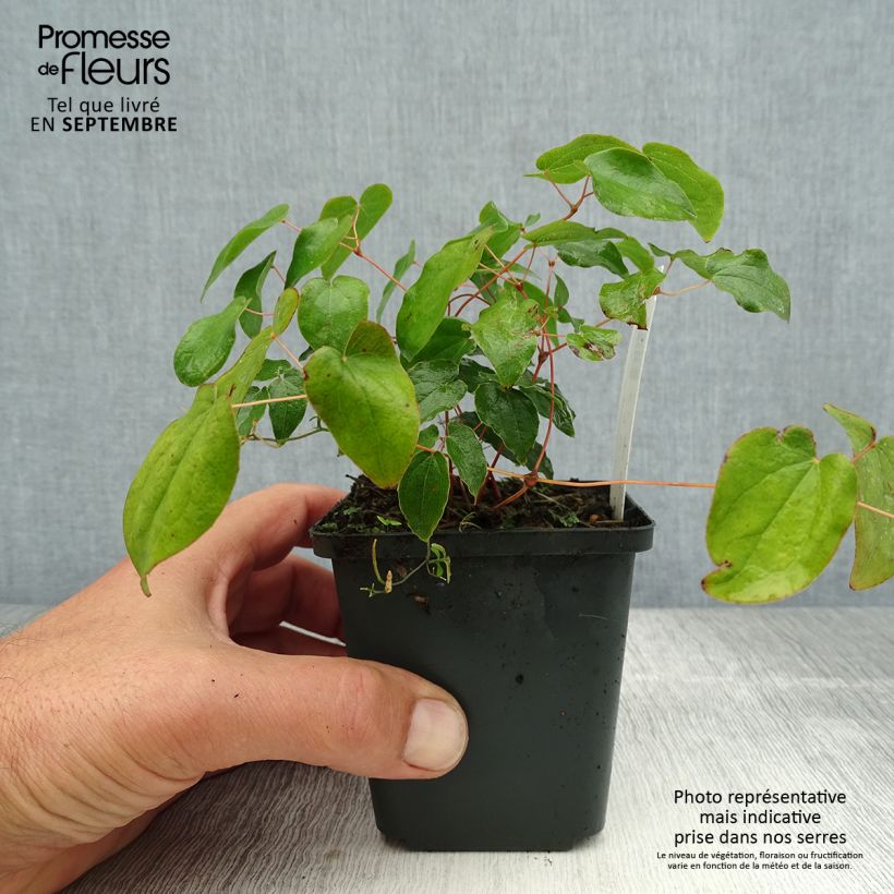 Epimedium grandiflorum - Fairy Wings 8/9 cm pot sample as delivered in summer