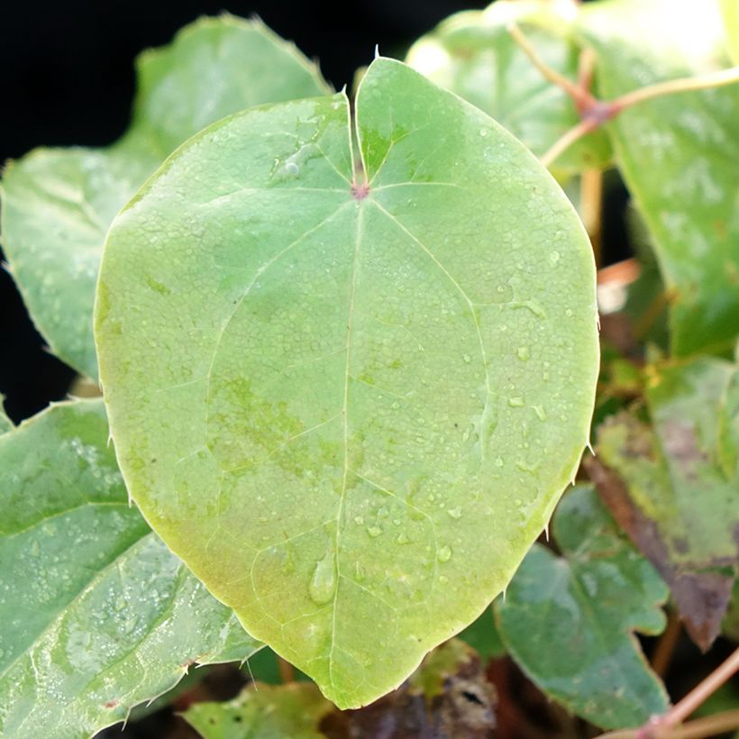 Epimedium grandiflorum Pretty in Pink - Fairy Wings (Foliage)