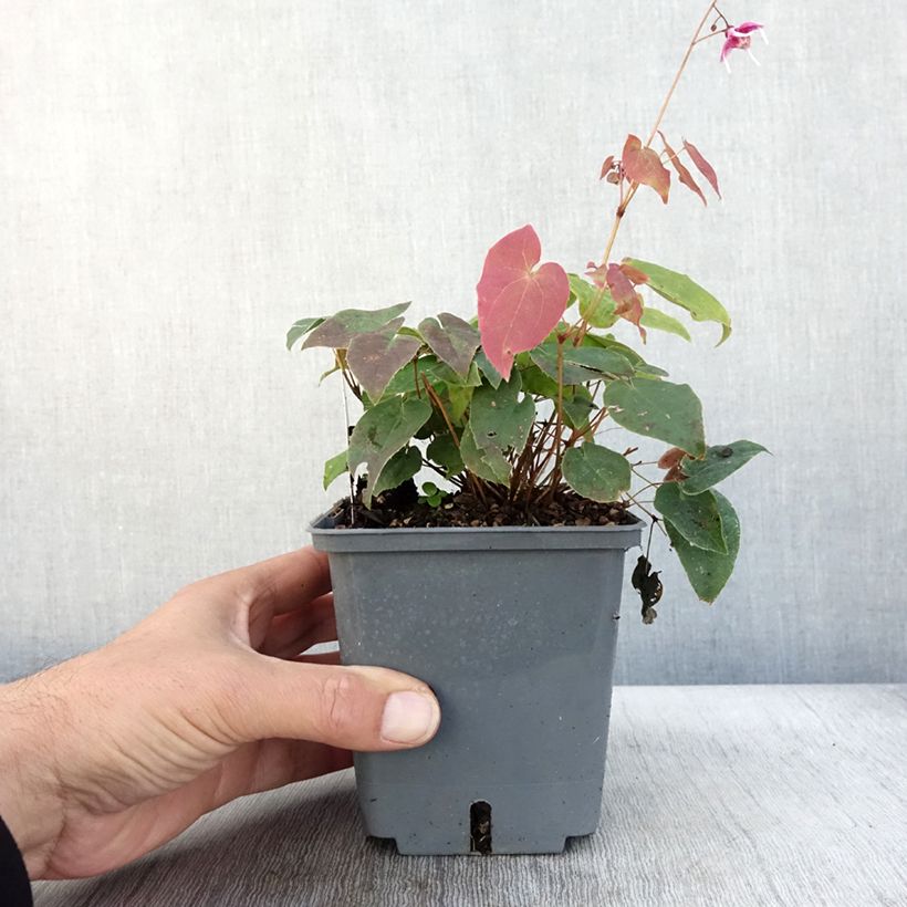 Epimedium hybride Pretty in Pink - Fleur des Elfes - Pot de 1L/1,5L sample as delivered in autumn