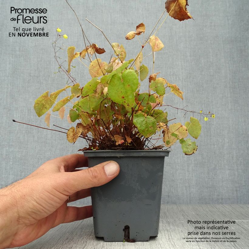 Epimedium platypetalum Sunny and Share - Barrenwort 1L/1.5L pot sample as delivered in autumn