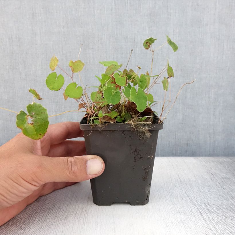 Epimedium platypetalum - Barrenwort 8/9 cm pot sample as delivered in summer
