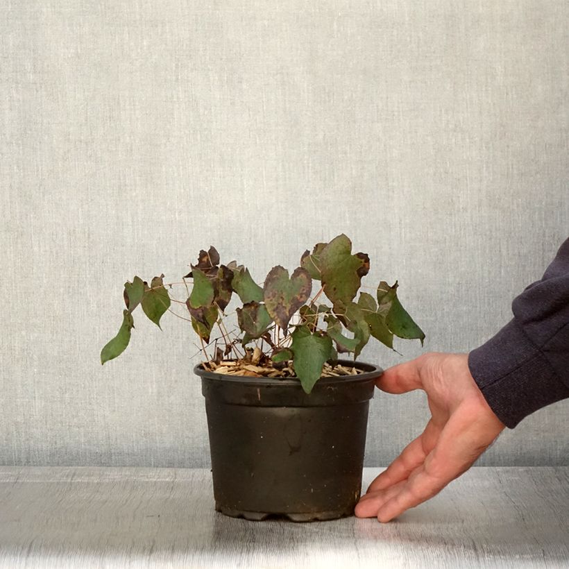 Epimedium rubrum - Fleur des elfes rouge Pot de 2/3 L sample as delivered in autumn