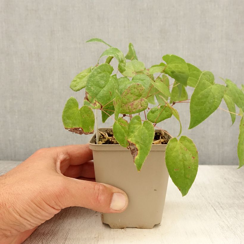 Epimedium rubrum Galadriel - Barrenwort 8/9 cm pot sample as delivered in summer