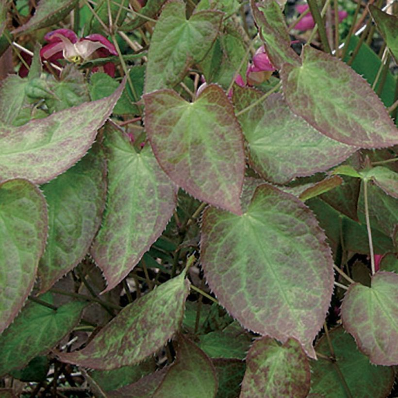 Epimedium x rubrum - Barrenwort (Foliage)