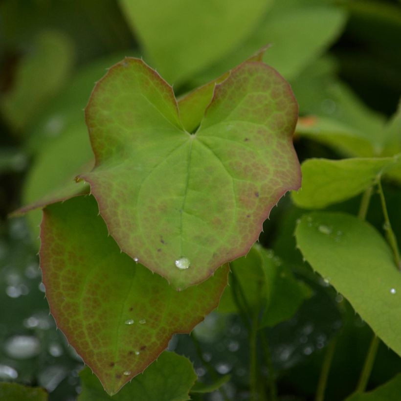 Epimedium x warleyense - Barrenwort (Foliage)