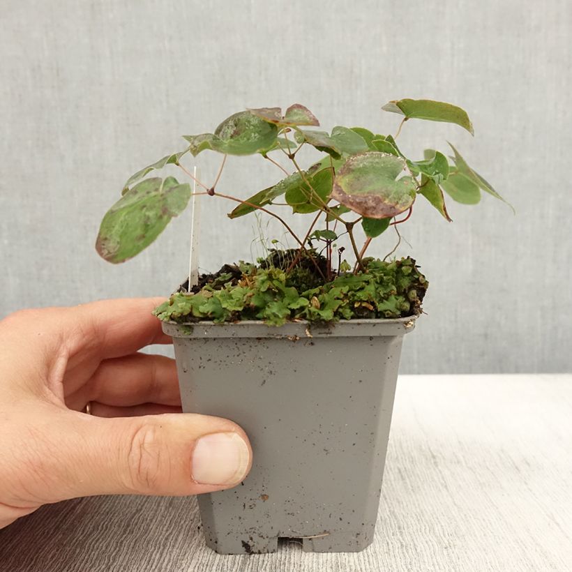 Epimedium x versicolor Sulphureum - Barrenwort 7/8 cm pot sample as delivered in autumn