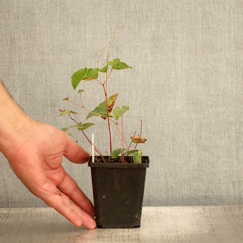Epimedium x youngianum Niveum - Barrenwort 8/9 cm pot sample as delivered in summer