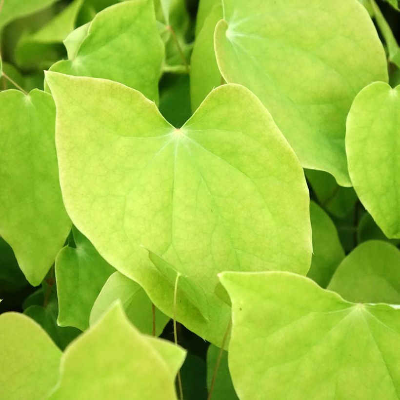 Epimedium x youngianum Roseum - Barrenwort (Foliage)