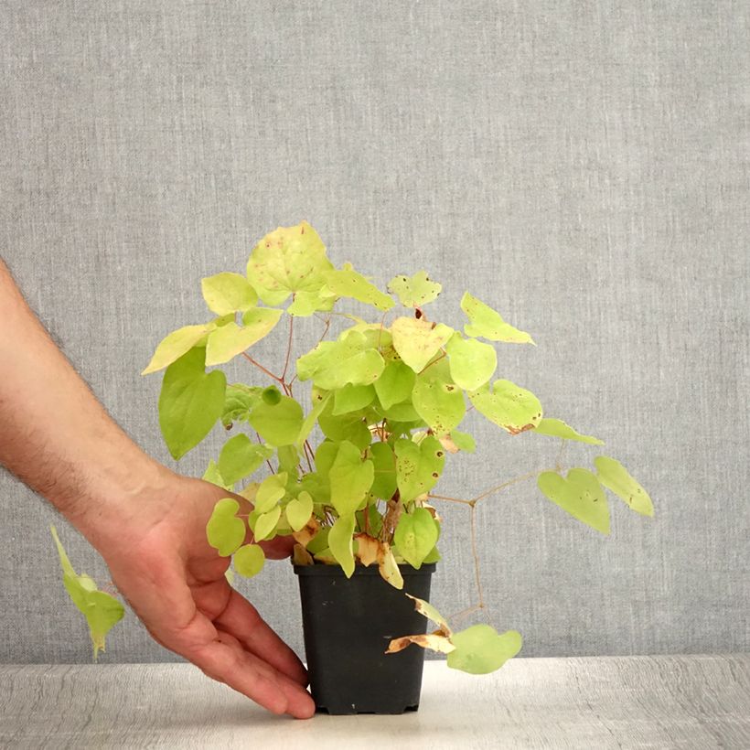 Epimedium youngianum Yenomoto, Fleur des elfes Godet de 8/9 cm sample as delivered in summer