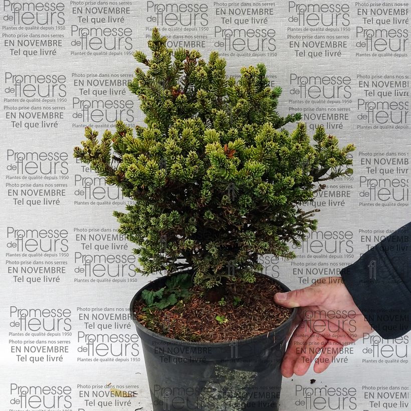 Example of Picea glauca Cecilia - White Spruce specimen as delivered