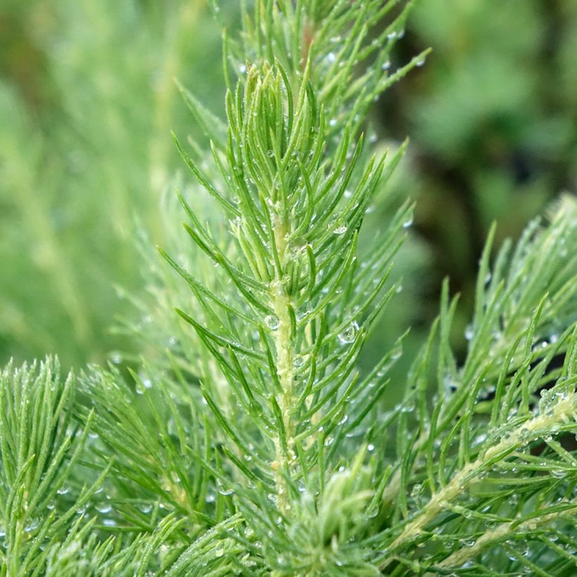 Picea glauca Conica - White Spruce (Foliage)