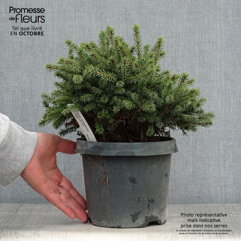 Epinette blanche - Picea glauca Echiniformis en pot de 2/3L           sample as delivered in autumn