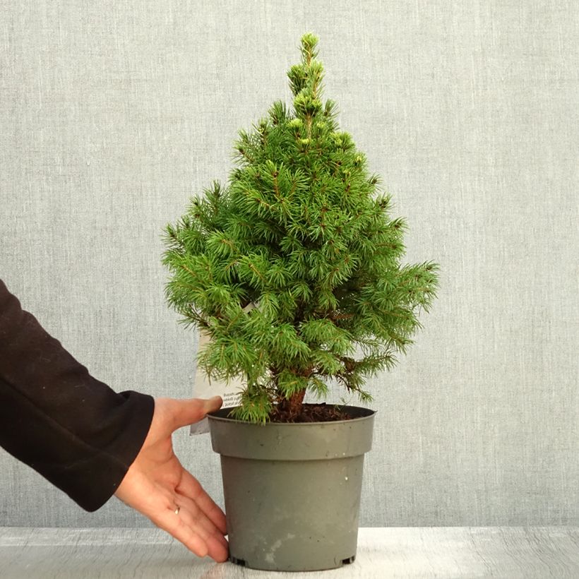 Epinette blanche - Picea glauca Sun on the Sky Pot de 2L/3L sample as delivered in autumn