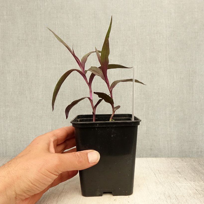 Epipactis gigantea Night Serpentine - Orchidée de jardin  Pot de 1L/1,5L sample as delivered in summer