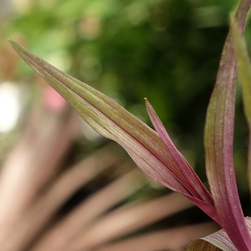 Epipactis gigantea Night Serpentine (Foliage)