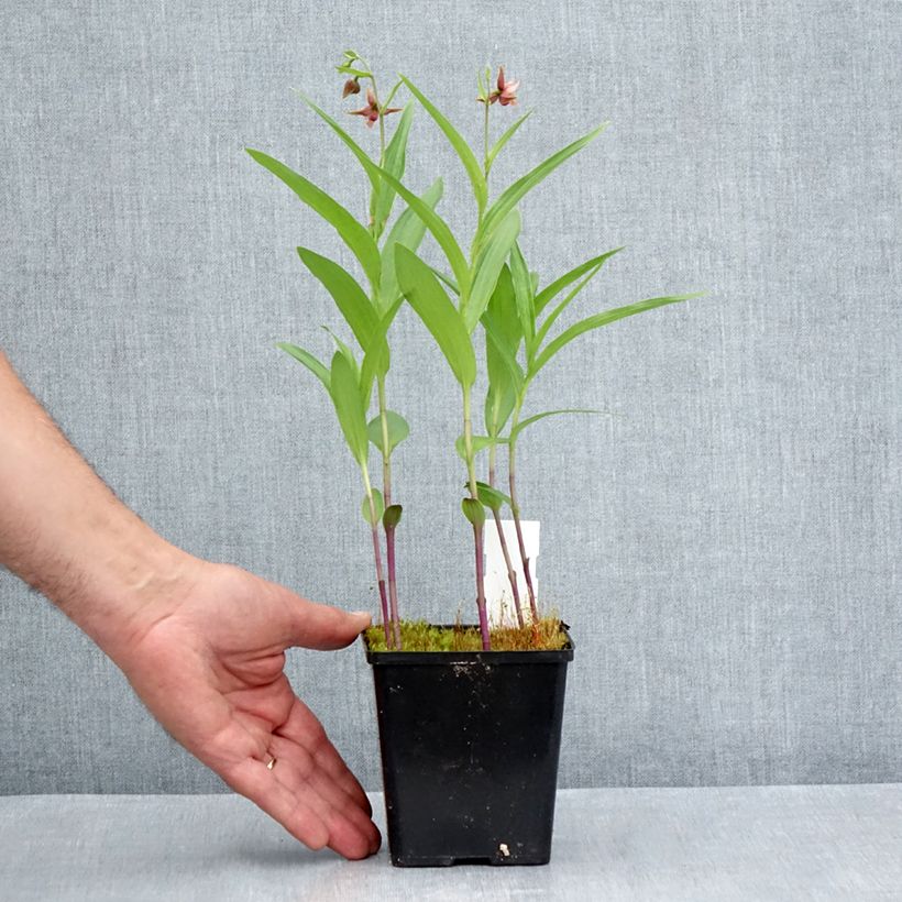 Epipactis Sabine 1L/1.5L pot sample as delivered in summer