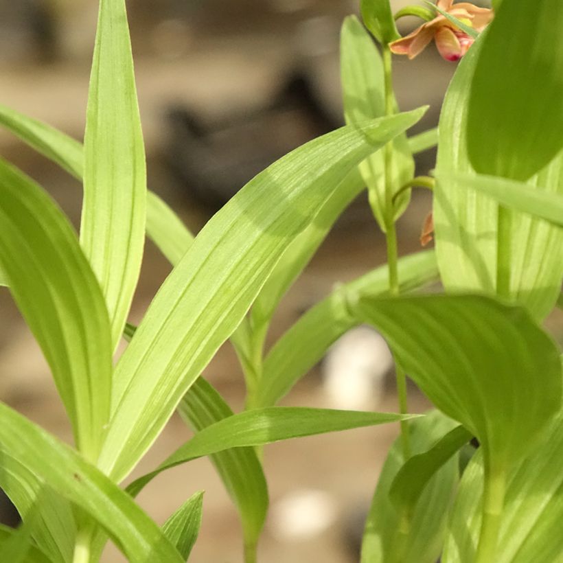 Epipactis thunbergii x gigantea   (Foliage)