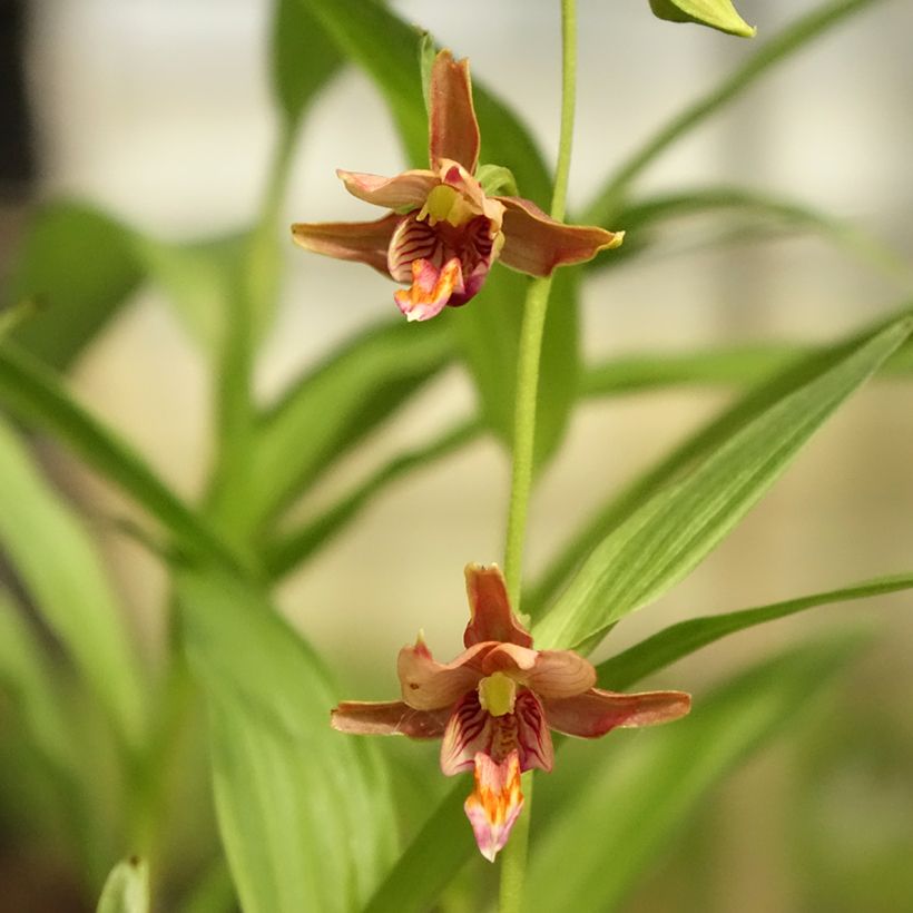 Epipactis thunbergii x gigantea   (Flowering)