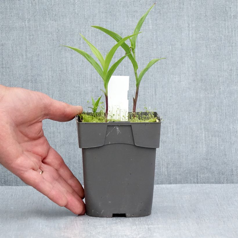 Epipactis thunbergii x gigantea   1L/1.5L pot sample as delivered in summer
